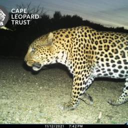 Leopard